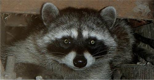 Image for Bay Area Rodent Solutions with ID of: 5694858