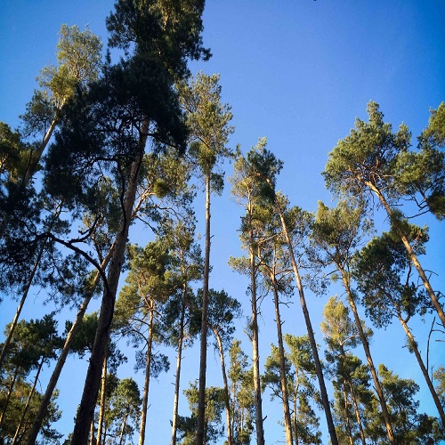 Image for Brisbane Treeworx with ID of: 5695809