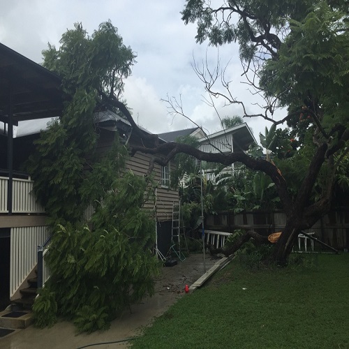 Image for Brisbane Treeworx with ID of: 5695813