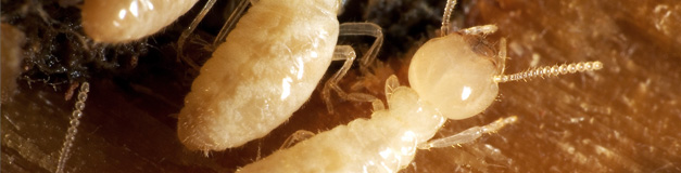 Image for Guarantee Floridian Pest Control with ID of: 649035