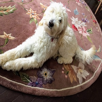 Image for Violet View Iowa Goldendoodles with ID of: 5707771