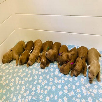 Image for Violet View Iowa Goldendoodles with ID of: 5707772