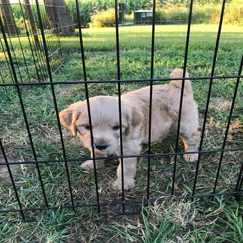 Image for Violet View Iowa Goldendoodles with ID of: 5707775