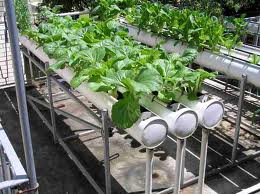Image for USA Hydro Garden Inc. with ID of: 649552