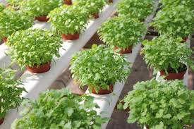 Image for Home Grown Hydroponics with ID of: 649757