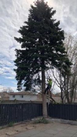 Image for Toronto Tree Service - TTS with ID of: 5715369