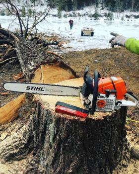 Image for Toronto Tree Service - TTS with ID of: 5715370