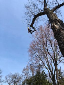 Image for Toronto Tree Service - TTS with ID of: 5715371