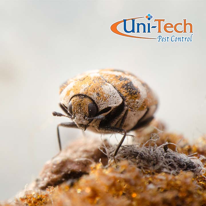 Image for Uni-Tech Pest Control with ID of: 5203198