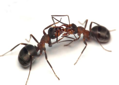 Image for ECRN Extermination inc. with ID of: 5723446
