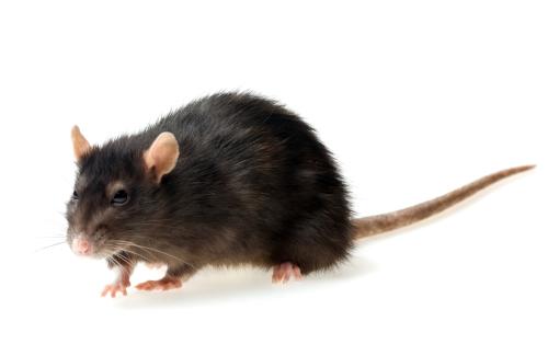 Image for ECRN Extermination inc. with ID of: 5723455