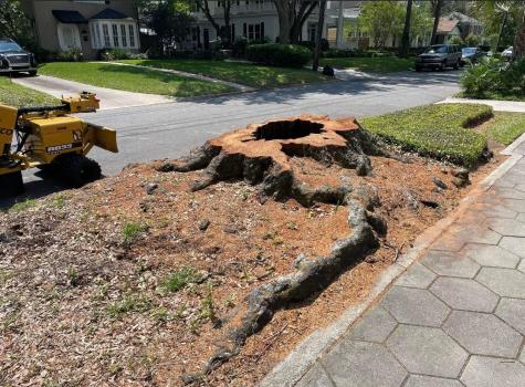 Image for Gorilla Stump Grinding with ID of: 5724481