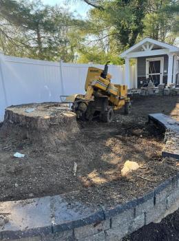 Image for Gorilla Stump Grinding with ID of: 5724482