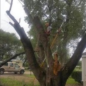 Image for Jaimes Tree Service with ID of: 5724494