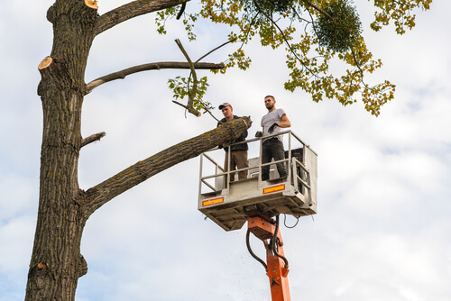 Image for North Port Trees with ID of: 5725691