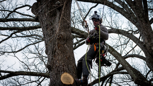 Image for North Port Trees with ID of: 5725693