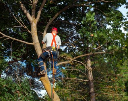 Image for North Port Trees with ID of: 5725694