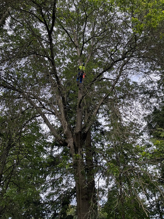 Image for Monkeyman's Tree Service with ID of: 5727655