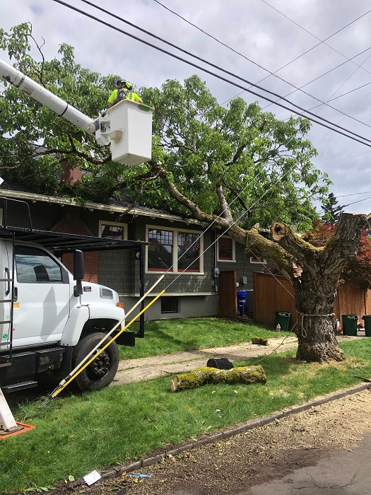 Image for Monkeyman's Tree Service with ID of: 5727656