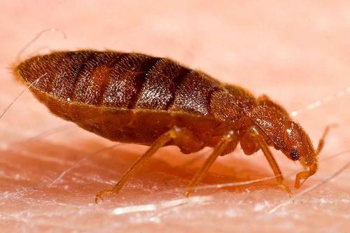 Image for Valor Pest Solutions with ID of: 5728870
