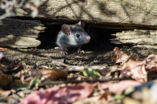 Image for Valor Pest Solutions with ID of: 5728871