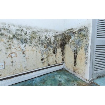 Image for Golf City Mold Experts with ID of: 5730491