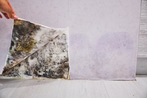 Image for Pro Apopka Mold Removal with ID of: 5730520