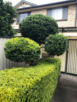 Image for Pichor's Gardening with ID of: 5731412