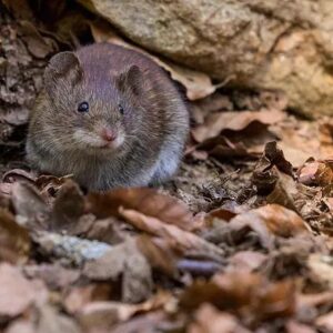 Image for First Solutions Pest & Home Services with ID of: 5733269