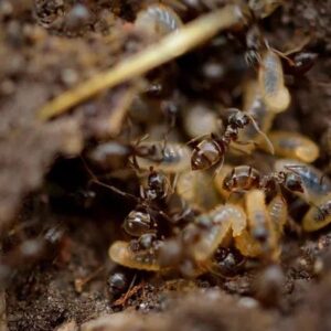 Image for First Solutions Pest & Home Services with ID of: 5733270