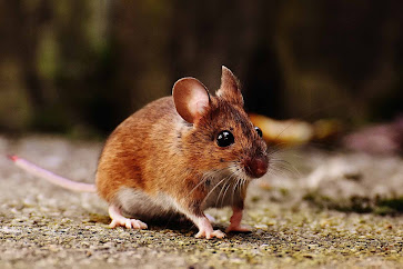 Image for ECRN Extermination with ID of: 5734049