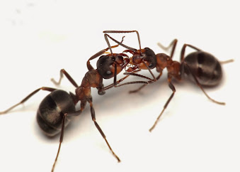 Image for ECRN Extermination with ID of: 5734050