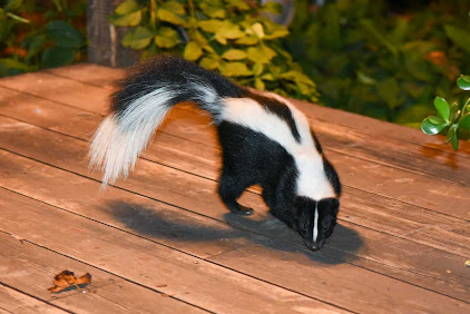 Image for ECRN Extermination with ID of: 5734051