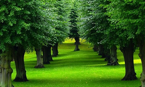 Image for Noble City Tree Service with ID of: 5736561