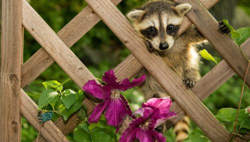 Image for Space City Wildlife Control Solutions with ID of: 5743950