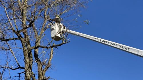 Image for Spear Bro's Tree Service with ID of: 5744423
