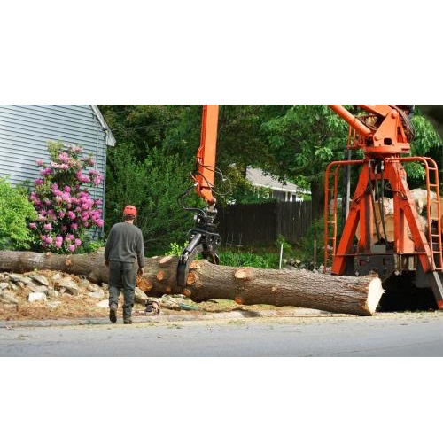 Image for Everglades County Tree Services with ID of: 5748576