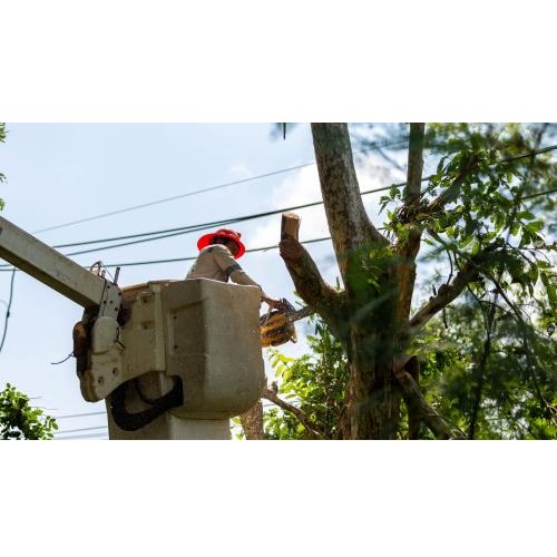 Image for Everglades County Tree Services with ID of: 5748579