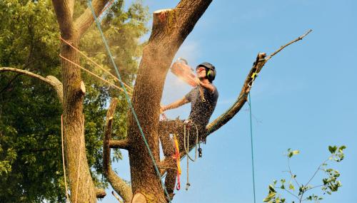 Image for Christmas City Tree Service with ID of: 5749117