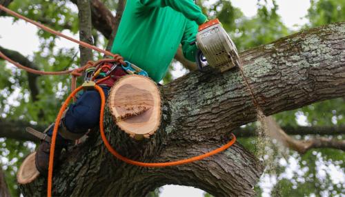 Image for Christmas City Tree Service with ID of: 5749121