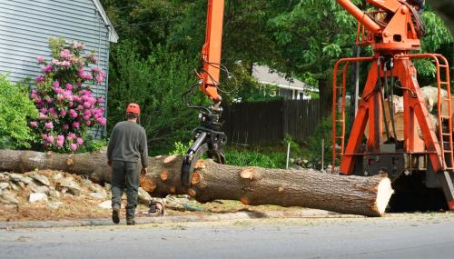 Image for City of Churches Tree Service with ID of: 5749941