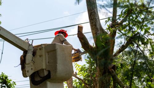 Image for City of Churches Tree Service with ID of: 5749943