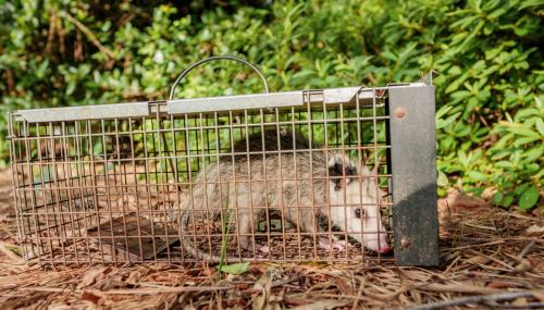 Image for Tally Wildlife Experts with ID of: 5754143