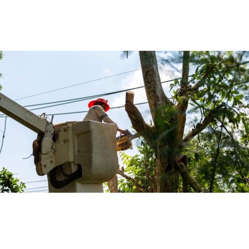 Image for Longtucky Tree Service with ID of: 5754614