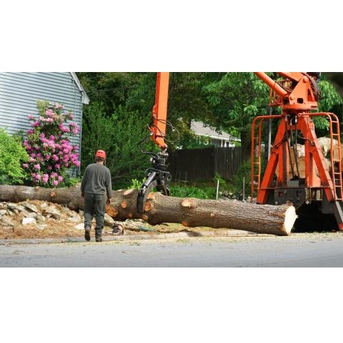 Image for Longtucky Tree Service with ID of: 5754615