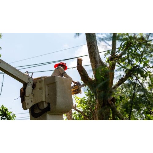 Image for Brave County Tree Co with ID of: 5755299