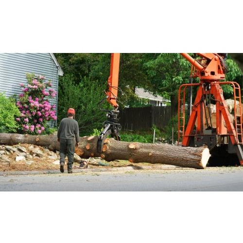 Image for Brave County Tree Co with ID of: 5755312