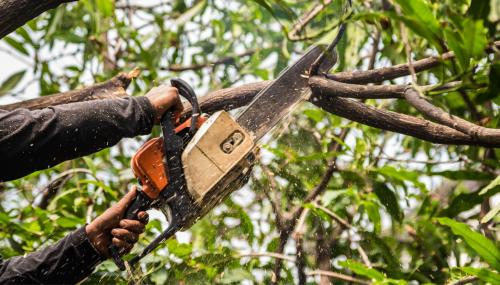 Image for Flathead Lake Tree Service with ID of: 5755878