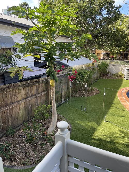 Image for Classy Grass Artificial Grass Gold Coast with ID of: 5756560
