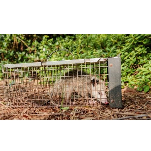 Image for Swift Fox Wildlife Control Experts with ID of: 5757268